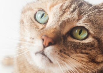 Purr-lease keep your cats from roaming into danger’s way