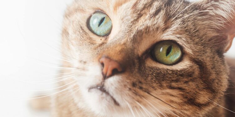 Purr-lease keep your cats from roaming into danger’s way
