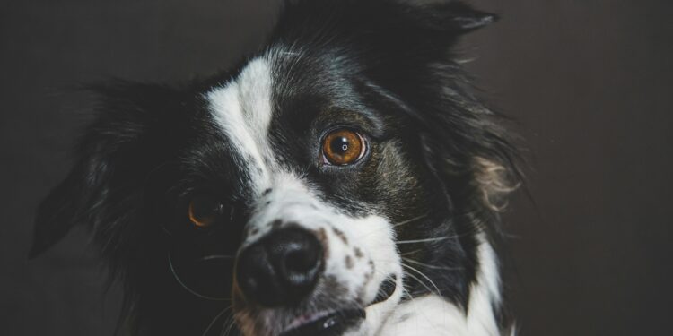 Who let the dogs bark? Woof. Woof. Woof …