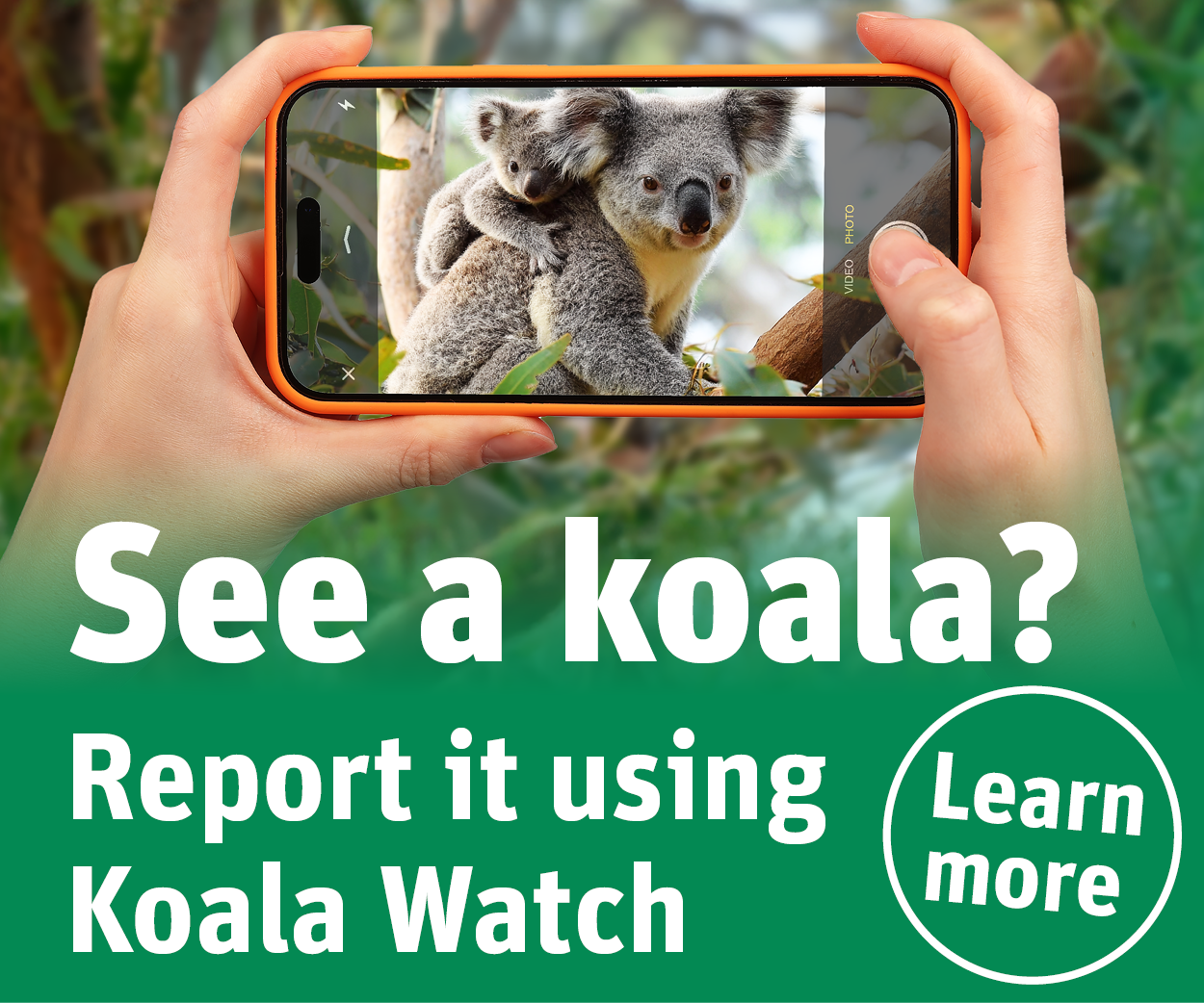 See a koala? Report it using Koala Watch. Learn more.