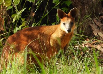 Where’s Wallaby? Elusive golden wallaby our cutest wildlife mystery