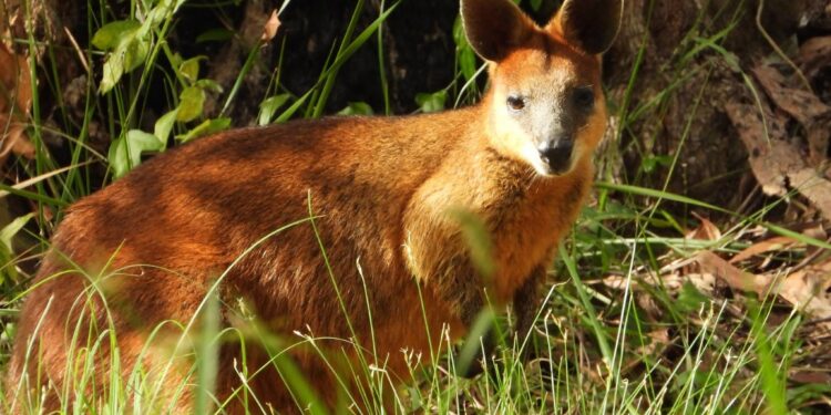 Where’s Wallaby? Elusive golden wallaby our cutest wildlife mystery