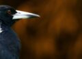 Nesting birds and humans. Who’s who in the pecking order