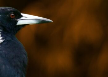 Nesting birds and humans. Who’s who in the pecking order