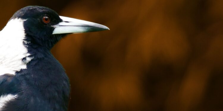 Nesting birds and humans. Who’s who in the pecking order