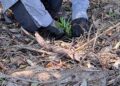 Green army in red lands: How bushcare volunteers are colouring our world