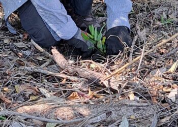 Green army in red lands: How bushcare volunteers are colouring our world