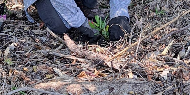 Green army in red lands: How bushcare volunteers are colouring our world